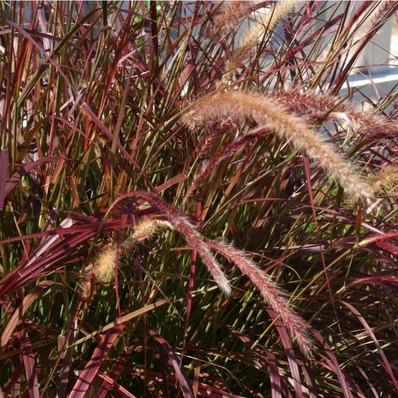 100Pcs Fountain Grass Seeds Easy to Cultivate Slender Foliage for Small Spaces Planting