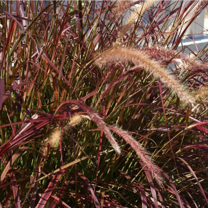 100Pcs Fountain Grass Seeds Easy to Cultivate Slender Foliage for Small Spaces Planting