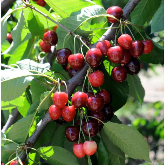 30Pcs High Germination Blossom Foliage with Cherry Tree Seeds for Garden Fence Decoration