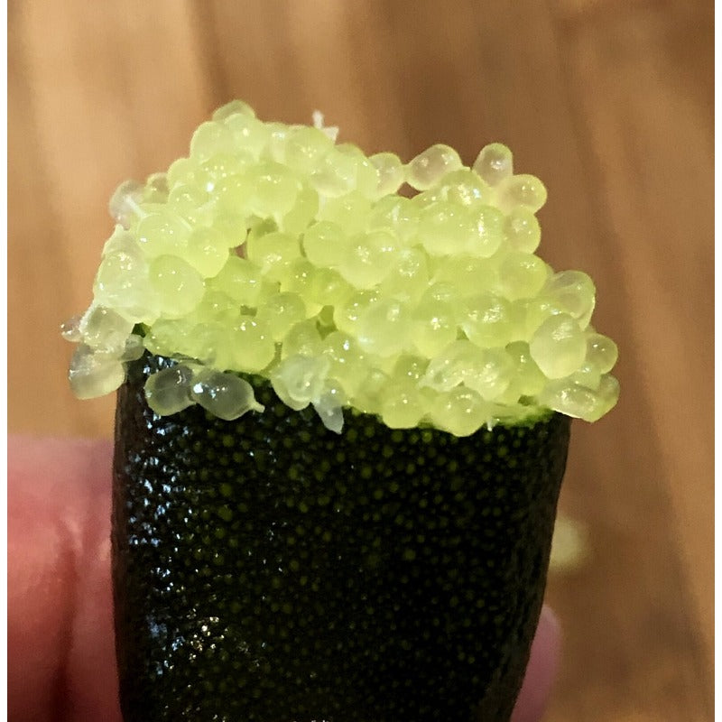 25Pcs Finger Lime Seeds Quick To Germinate Offer Reliable Sprouting For Home Growers