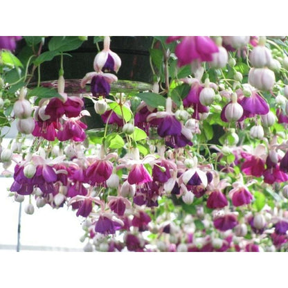 98Pcs Fuchsia Seeds Simple To Nurture And Tolerant Of Mild Dry Spells Perfect For Temperate Region Home Gardens