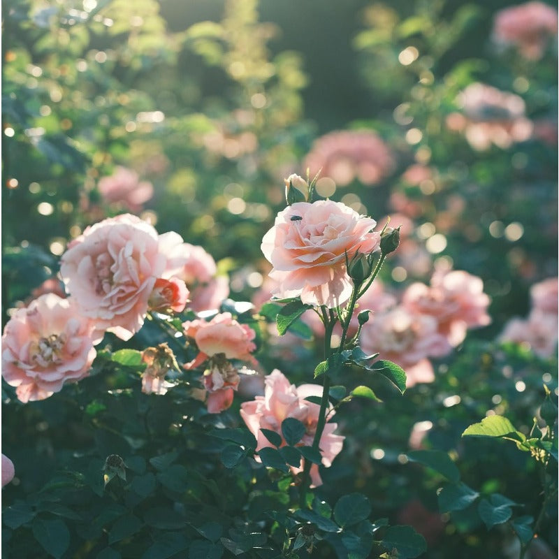 150Pcs Pink Rose Seeds for Planting, Fragrant Flower Perennial Shrub, Non-GMO Heirloom for Garden Borders, Containers and Cut Flowers