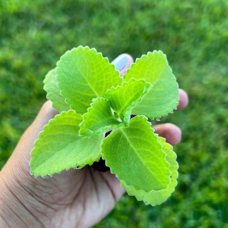 1000pcs Suitable for beginner planting Oregano Seeds flourish in ordinary well drained soil suited for ornamental garden cultivation