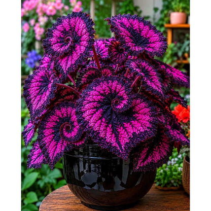 100pcs Caladium Bicolor Seeds Effortless Cultivation fit small and medium indoor decorative and shaded garden layout demands