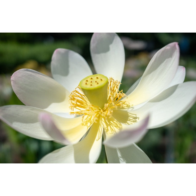 12Pcs Straightforward To Maintain With Lush Green Foliage Lotus Seeds Add Softness To Hard Water Landscape Elements