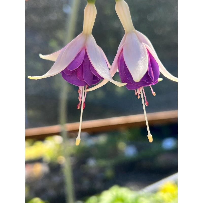 100pcs With Fuchsia Seeds, Quick Growing Shade Loving Plants for Outdoor Yard