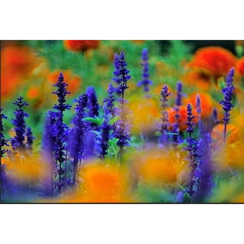 198Pcs Blue Sage Seeds thrive wonderfully under full sun and well circulated open air surroundings