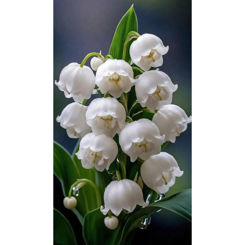145Pcs Lily of The Valley Seeds pair well with taller ornamental plants to enrich multi-layered shaded garden landscape structure
