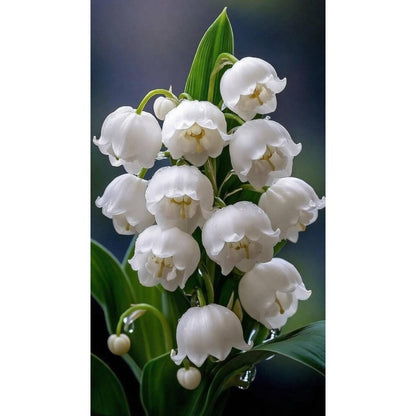 145Pcs Lily of The Valley Seeds pair well with taller ornamental plants to enrich multi-layered shaded garden landscape structure