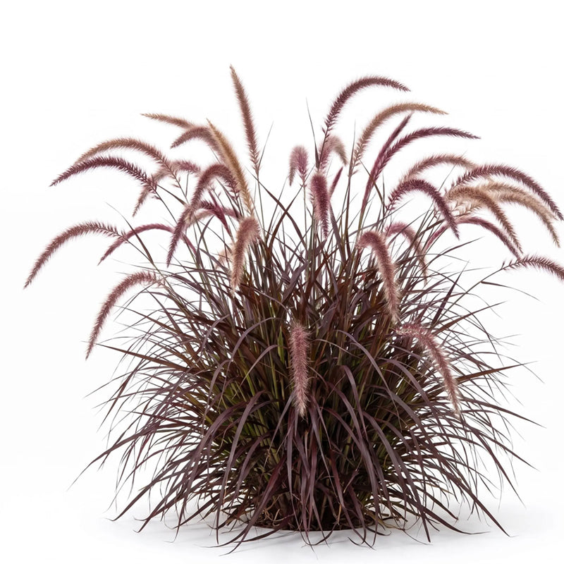 100 Seeds  Purple Fountain Grass Seeds  – Deep Burgundy Ornamental Grass for Gardens, Borders & Containers