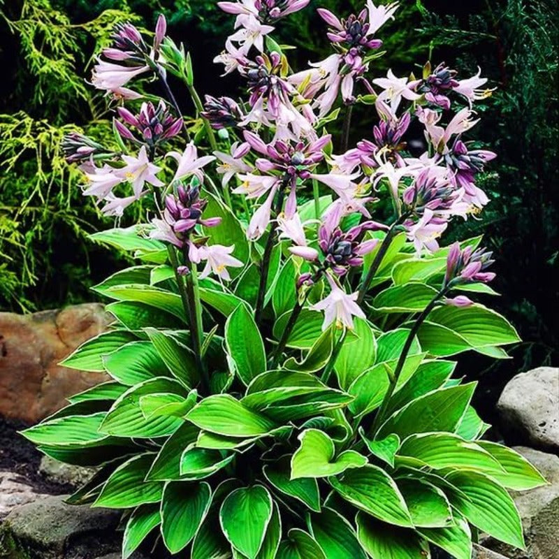 100pcs Perennial Hosta Seeds for Planting Indoor Outdoor-Non GMO Heirloom Fragrant Shade Garden Flowers Open Pollinated