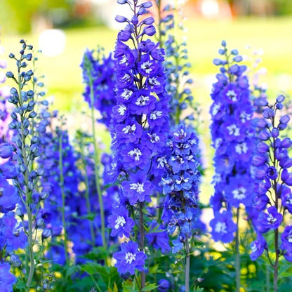 Blue Larkspur Delphinium Flower Seeds Tall Variety 200 seeds Non-GMO Seeds for Growing