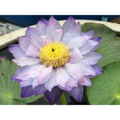 Bowl Lotus Seeds, 12 Non-GMO Mix Water Lily Seeds, Water Plants for Indoor Bonsai & Outdoor Ponds, Easy to Grow for Beginners