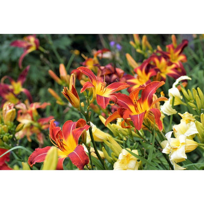 100pcs Hundred Tail Flower Seeds Effortless Cultivation fit small and medium yard and garden landscape layout demands