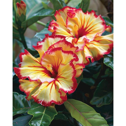 100 Mixed Hibiscus Flower Seeds Color Heirloom Home Garden Seeds