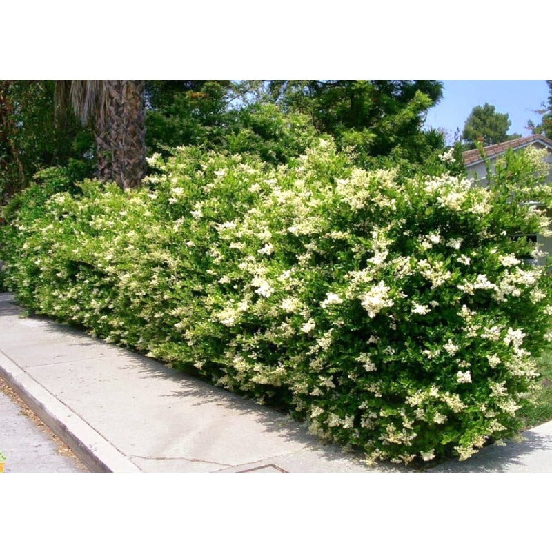 50Pcs High Germination Lush Foliage with Ligustrum Seeds for Garden Fence Decoration