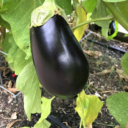200 Eggplant Seeds -  Heirloom, Open Pollinated, Non GMO - Grow Indoors, Outdoors, In Pots, Grow Beds, Soil, Hydroponics & Aquaponics