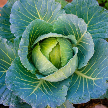 200pcs Cabbage Seeds Friendly for new gardeners grow into full rounded rosette form with steady seasonal growth renewal features
