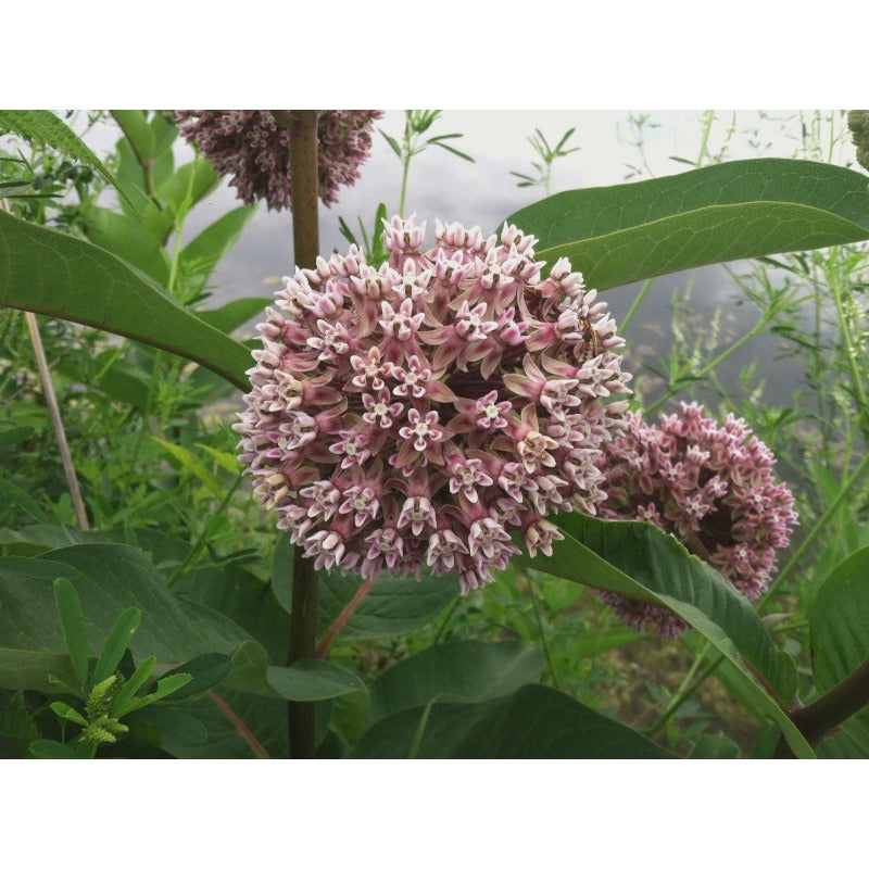 185Pcs Milkweed Seeds Easy to Grow and Care for perfect for spacious outdoor yards and rustic courtyard decorative layout