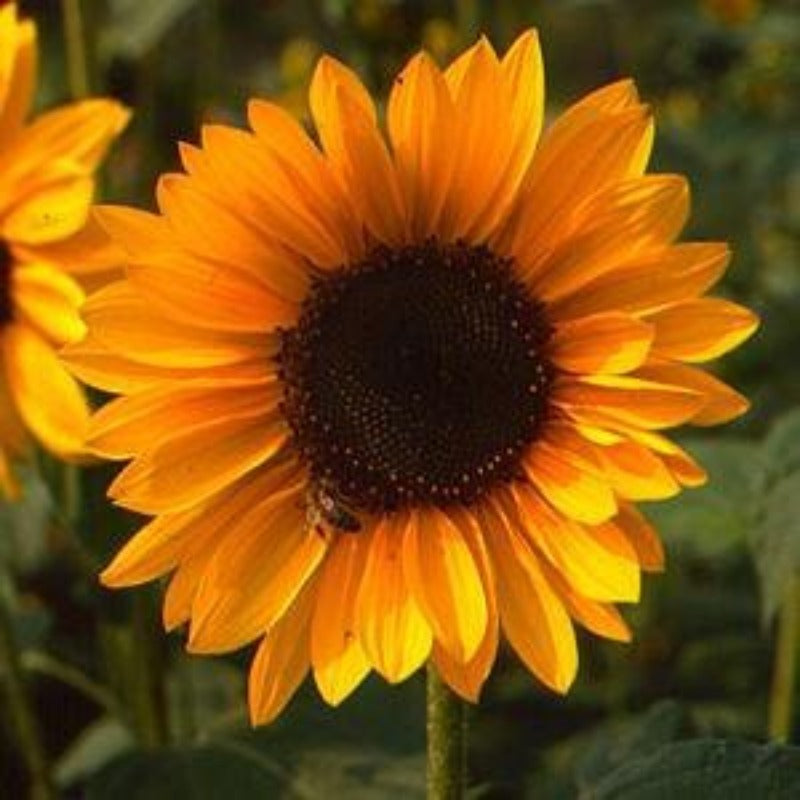 96Pcs Sunflower Seeds Made for home planting create eye catching focal points along backyard perimeters and garden boundary lines