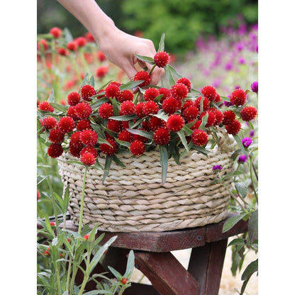 100pcs Gomphrena Seeds Effortless Cultivation fit small and medium garden decorative layout demands