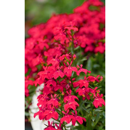 5000pcs Mixed Climbing Lobelia Seeds Trailing Perennial Garden Flowers Hanging Basket Planting Beauty