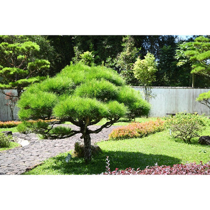 90Pcs Pine Seeds perfect for mass sowing in yard vacant margins, open lot spots and large garden corners