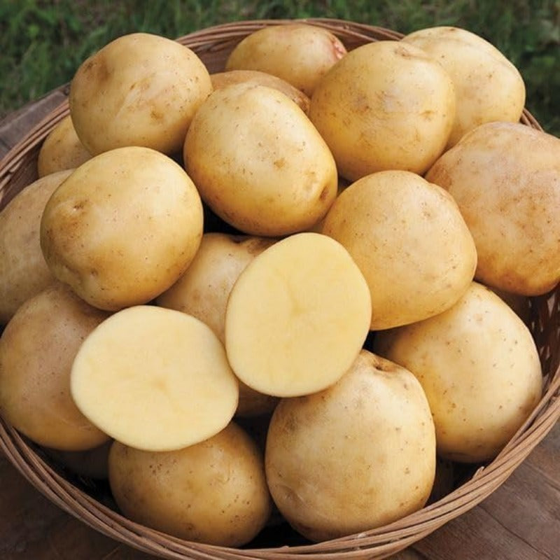 200pcs Potato Seeds Friendly for new gardeners grow into full bushy foliage clusters with steady seasonal development