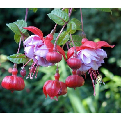 100pcs Lush Growing Bushy Compact Growth with Fuchsia Seeds for Patio fuchsia seeds fuchsia seeds for planting fuchsia seeds for hanging baskets