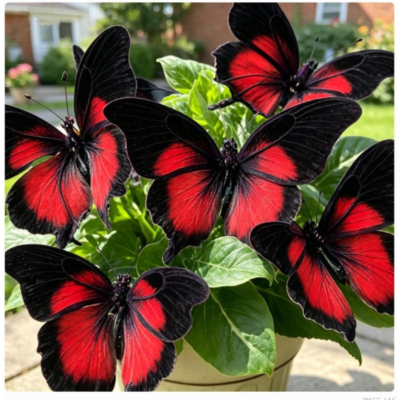 200pcs Fragrant Butterfly Begonia seeds  Low Maintenance Ideal for Balcony Pots & Garden Decoration
