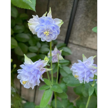 200pcs Double Purple Columbine Seeds  Shade Loving Perennial, Cottage Garden Flowers
