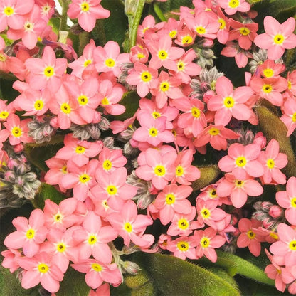 500pcs Forget Me Not Seeds Friendly for new gardeners grow into full bushy clumps covered in delicate seasonal blooms
