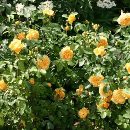 150pcs Yellow Climbing Rose Seeds Vine Seed Non-GMO Heirloom Perennial Flowers for Garden Plant