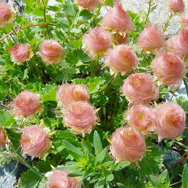 100pcs Prairie Smoke Seeds Friendly for new gardeners grow into full neat low mounded clumps with prolonged seasonal ornamental features