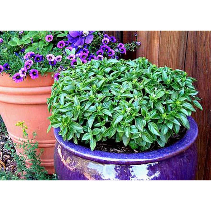 500pcs Basil Seeds Simple to Grow add elegant natural ornamental charm to patio grounds and garden landscape spaces