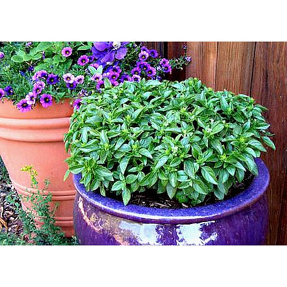 500pcs Basil Seeds Simple to Grow add elegant natural ornamental charm to patio grounds and garden landscape spaces