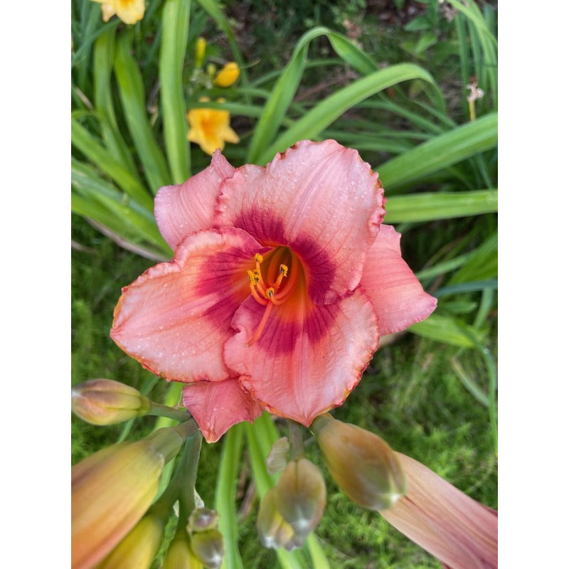 100pcs Hundred Tail Flower Seeds Friendly for new gardeners grow into full balanced upright form with steady seasonal flower renewal