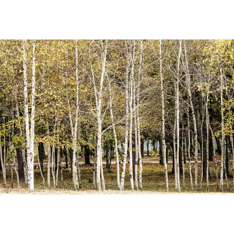 96Pcs Birch Tree Seeds Convenient to Grow mature naturally into balanced graceful tree shape with steady branch spreading tendency