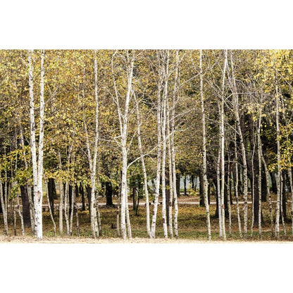 96Pcs Birch Tree Seeds Convenient to Grow mature naturally into balanced graceful tree shape with steady branch spreading tendency