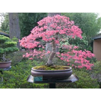 Pink & White 30pcs Cherry Blossom Seeds Easy To Grow Adds Elegant Spring Blooms To Residential Yards