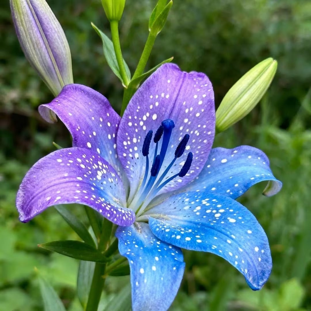 100pcs Lily seeds for Planting – Fragrant Pink & White Oriental Lily Flowers – Hardy Perennial Summer Blooms – Large Showy Garden