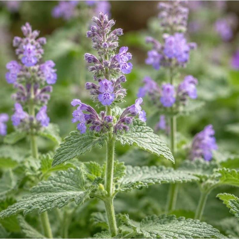 1000pcs Ornamental Seeds Catnip Seeds Bushy Growth Easy To Plant For Patio Containers