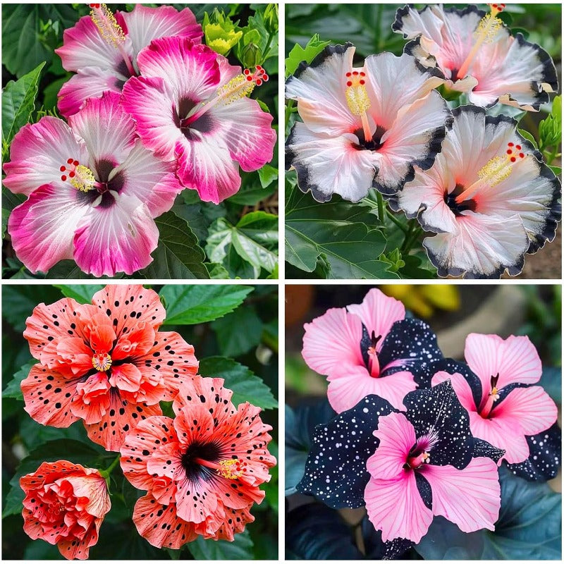 100Pcs Exotic Hibiscus Seeds for Planting - Perennial Flower for Home Garden