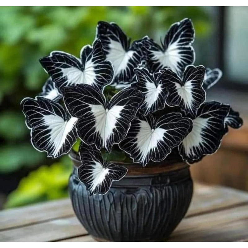 200pcs Butterfly Begonia Seeds – Elegant Shade Garden Perennial Foliage Plants
