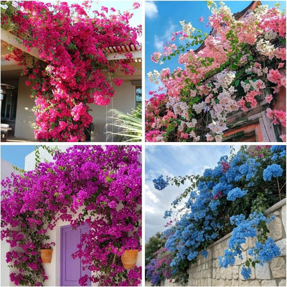 150 Exotic Bougainvillea Seeds for Planting Perennial Ornamental Low