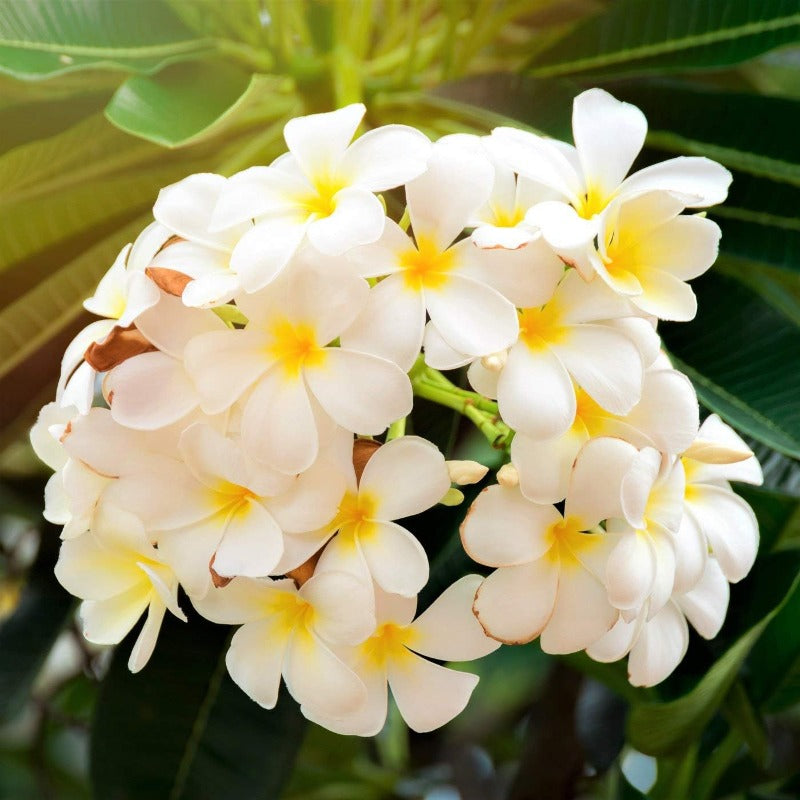 100pcs Plumeria Seeds Simple to Grow add elegant timeless ornamental charm to yard grounds and garden landscape spaces