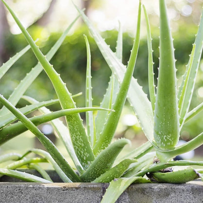 200pcs Aloe Vera Seeds for planting in residential container arrangements and private sunny garden spots