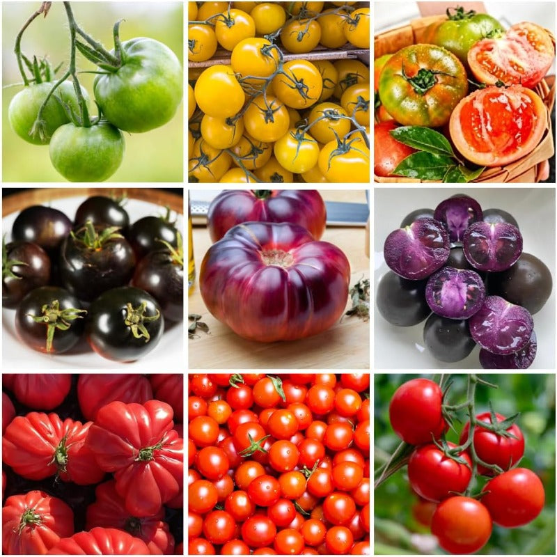200pcs Ornamental Tomato Seeds Bushy Growth Easy To Plant For Patio Containers