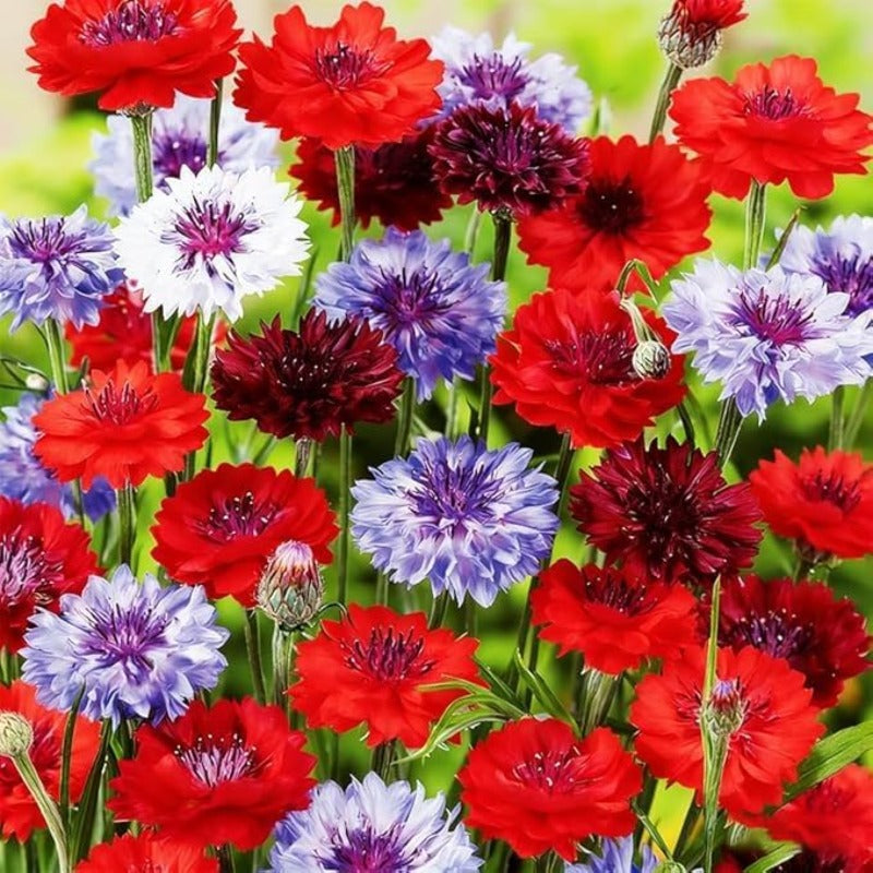 500 Count Premium Cornflower Seeds, Non-GMO Heirloom, High Germination Rate, Hardy Annual