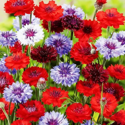 500 Count Premium Cornflower Seeds, Non-GMO Heirloom, High Germination Rate, Hardy Annual